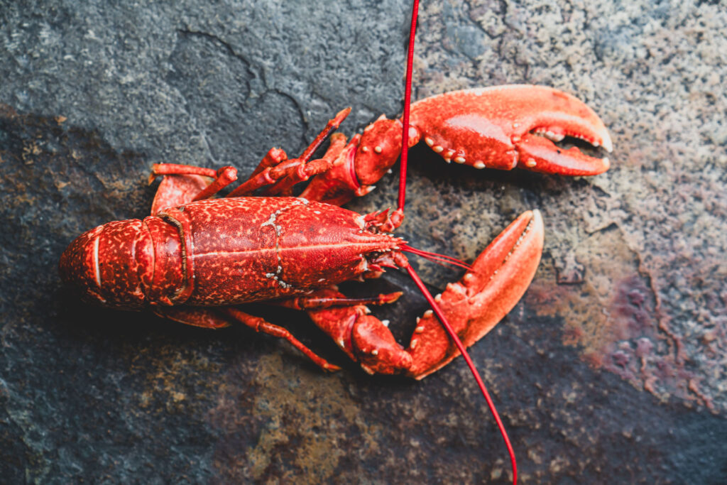 An overhead hero image of a cooked red lobster with large claws against a background of dark grey stone - Bespoke Stock Photography Norfolk