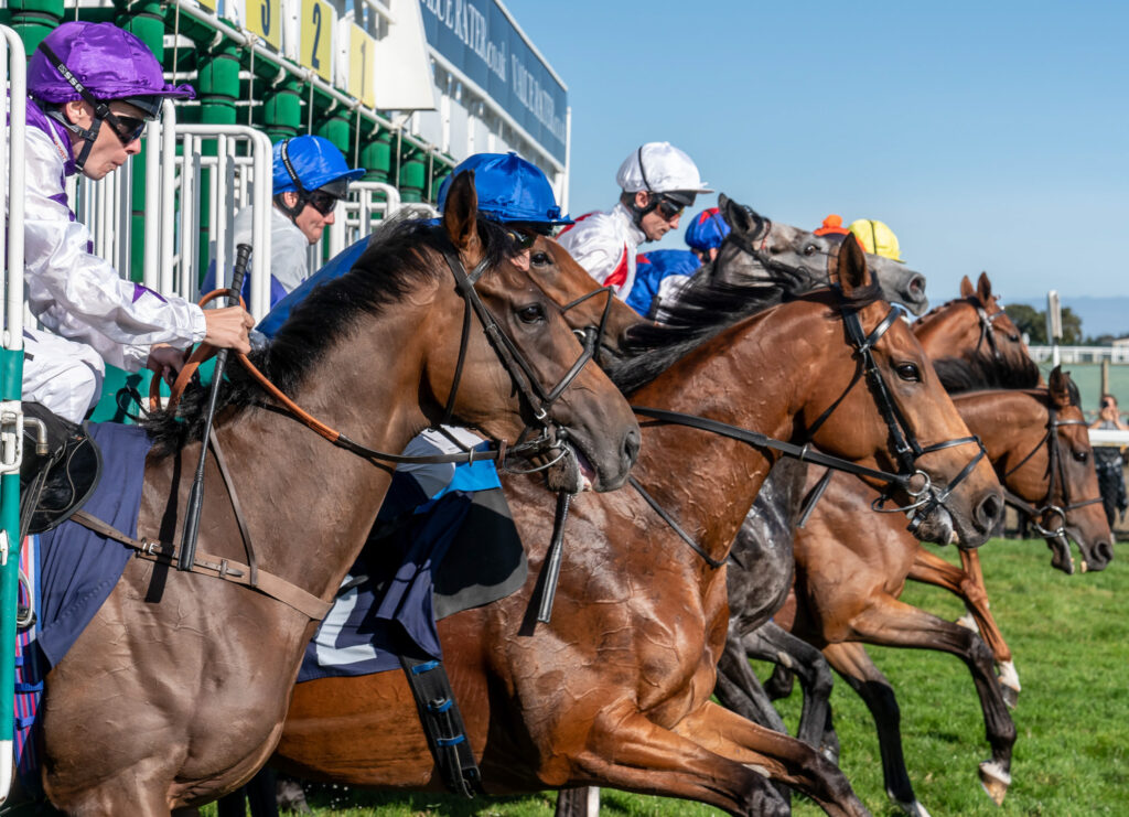 Race Horses at Great Yarmouth race course bolting from the stalls at a race meeting in Norfolk - Freelance Press Photography from Blanc Creative Norwich