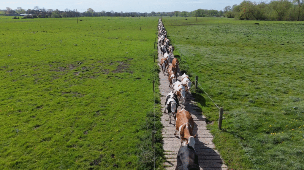 Agricultural drone photography in Norfolk. Blanc Creative professional drone operator 